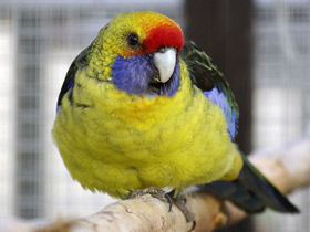 Смотреть фото Тасманийская розелла Фото Тасманийская розелла