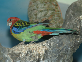 Смотреть фото Обыкновенная розелла Фото Обыкновенная розелла