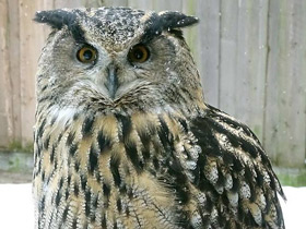 Смотреть фото Обыкновенный филин Фото Обыкновенный филин