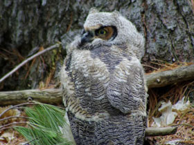 Смотреть фото Виргинский филин Фото Виргинский филин