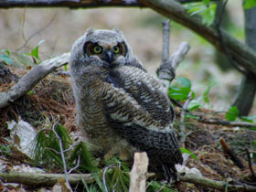 Смотреть фото Виргинский филин Фото Виргинский филин