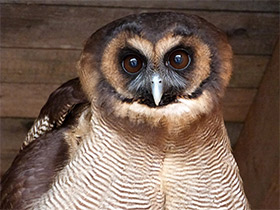 Смотреть фото Малайская неясыть Фото Малайская неясыть