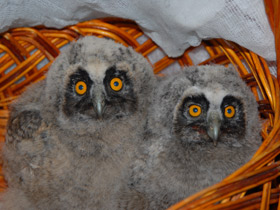 Смотреть фото Белая сова Фото Белая сова