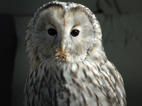 Смотреть фото Бородатая неясыть Фото Бородатая неясыть