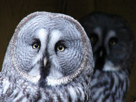 Смотреть фото Бородатая неясыть Фото Бородатая неясыть