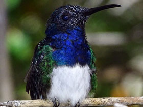 Смотреть фото Колибри-якобин Фото Колибри-якобин