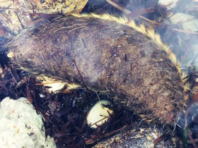 Фото Кольчатые черви