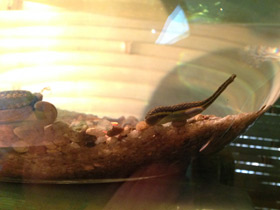 Смотреть фото Поясковые черви Фото Поясковые черви