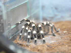 Смотреть фото Гигантский белоколенный птицеед Фото Гигантский белоколенный птицеед