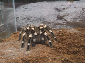 Смотреть фото Гигантский белоколенный птицеед Фото Гигантский белоколенный птицеед