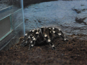 Смотреть фото Гигантский белоколенный птицеед Фото Гигантский белоколенный птицеед