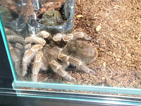 Смотреть фото Полосатая афонопельма Фото Полосатая афонопельма