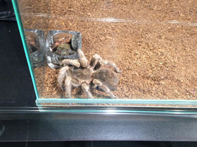 Смотреть фото Полосатая афонопельма Фото Полосатая афонопельма