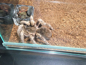 Смотреть фото Полосатая афонопельма Фото Полосатая афонопельма