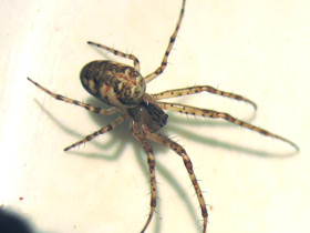 Смотреть фото Обыкновенный крестовик Фото Обыкновенный крестовик