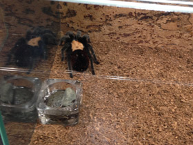 Смотреть фото Мексиканский золотистый птицеед Фото Мексиканский золотистый птицеед