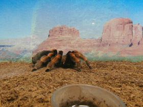 Смотреть фото Мексиканский красноногий птицеед Фото Мексиканский красноногий птицеед