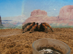 Смотреть фото Мексиканский красноногий птицеед Фото Мексиканский красноногий птицеед