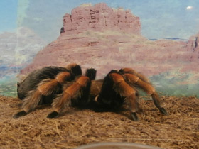 Смотреть фото Мексиканский красноногий птицеед Фото Мексиканский красноногий птицеед