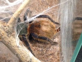 Смотреть фото Венесуэльский разноцветный птицеед Фото Венесуэльский разноцветный птицеед