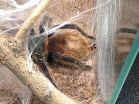 Смотреть фото Венесуэльский разноцветный птицеед Фото Венесуэльский разноцветный птицеед