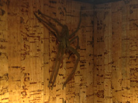 Смотреть фото Американский странствующий паук Фото Американский странствующий паук