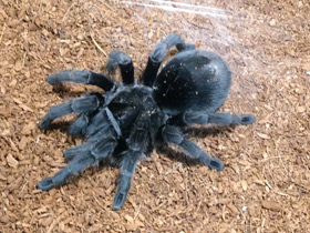 Смотреть фото Чёрная граммостола Фото Чёрная граммостола