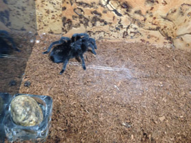 Смотреть фото Чёрная граммостола Фото Чёрная граммостола