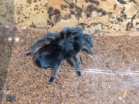 Смотреть фото Чёрная граммостола Фото Чёрная граммостола