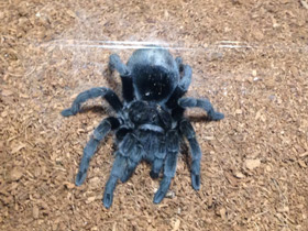 Смотреть фото Чёрная граммостола Фото Чёрная граммостола