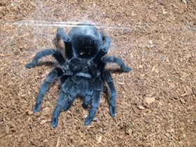 Смотреть фото Чёрная граммостола Фото Чёрная граммостола