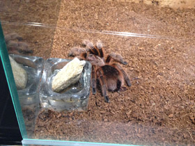 Смотреть фото Розовая граммостола Фото Розовая граммостола