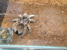 Смотреть фото Розовая граммостола Фото Розовая граммостола