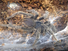 Смотреть фото Золотистый социальный птицеед Фото Золотистый социальный птицеед