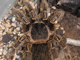 Смотреть фото Птицеед Лазиодора Фото Птицеед Лазиодора