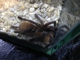 Смотреть фото Голубой птицеед Фото Голубой птицеед