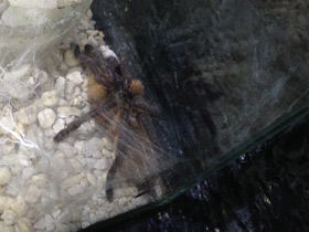 Смотреть фото Голубой птицеед Фото Голубой птицеед