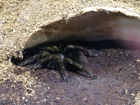 Смотреть фото Чёрный памфобебеус Фото Чёрный памфобебеус