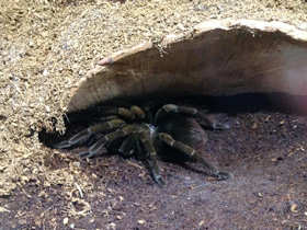 Смотреть фото Чёрный памфобебеус Фото Чёрный памфобебеус