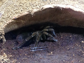 Смотреть фото Чёрный памфобебеус Фото Чёрный памфобебеус