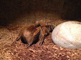 Смотреть фото Сизый памфобебеус Фото Сизый памфобебеус