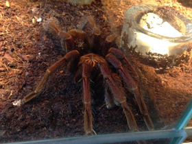 Смотреть фото Сизый памфобебеус Фото Сизый памфобебеус