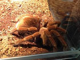 Смотреть фото Сизый памфобебеус Фото Сизый памфобебеус