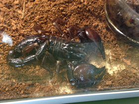 Смотреть фото Крупноклещневой пандинус Фото Крупноклещневой пандинус