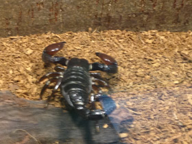 Смотреть фото Крупноклещневой пандинус Фото Крупноклещневой пандинус