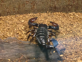 Смотреть фото Крупноклещневой пандинус Фото Крупноклещневой пандинус