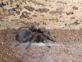 Смотреть фото Доминиканский птицеед Фото Доминиканский птицеед