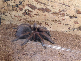 Смотреть фото Доминиканский птицеед Фото Доминиканский птицеед