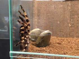 Смотреть фото Тигровая пецилотерия Фото Тигровая пецилотерия