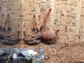 Смотреть фото Большой тап Фото Большой тап